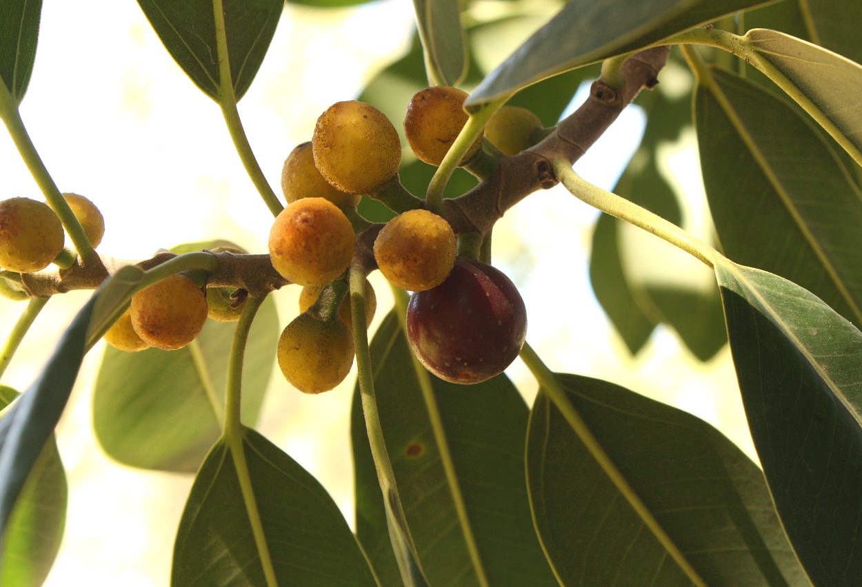 Изображение особи Ficus obliqua.