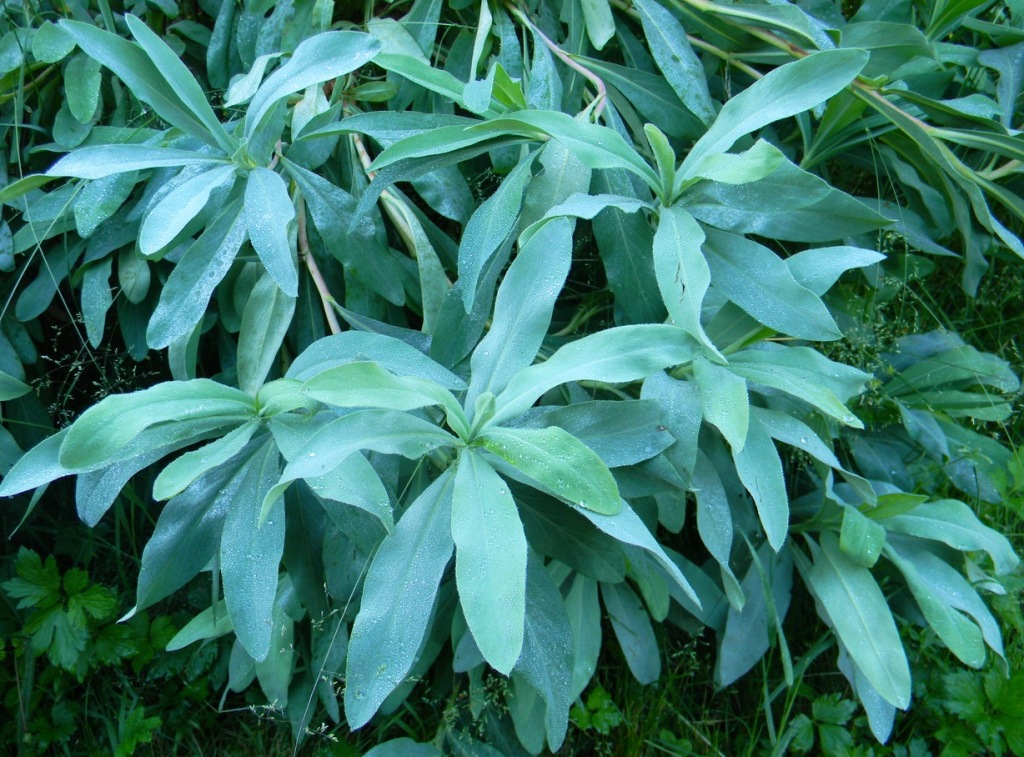 Image of Sibiraea altaiensis specimen.