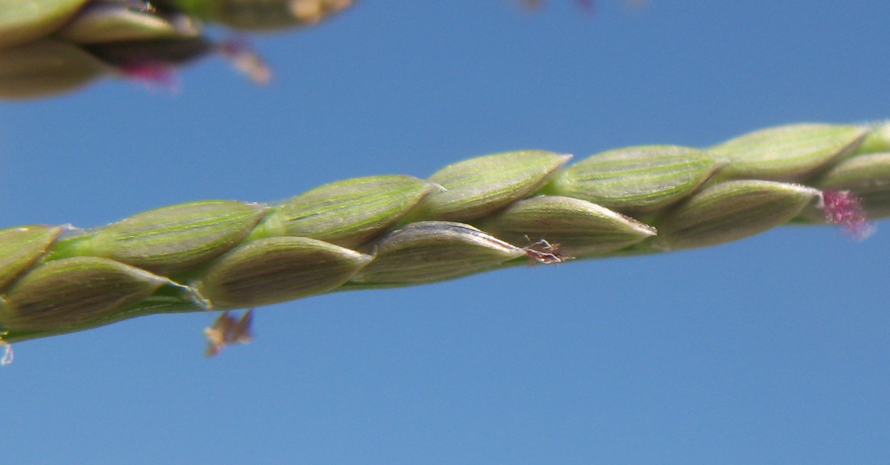 Image of Digitaria asiatica specimen.