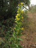 Dittrichia viscosa. Верхушка цветущего растения. Испания, Каталония, провинция Girona, Costa Brava, Sant Feliu de Guíxols, рудеральное местообитание. 24 октября 2008 г.