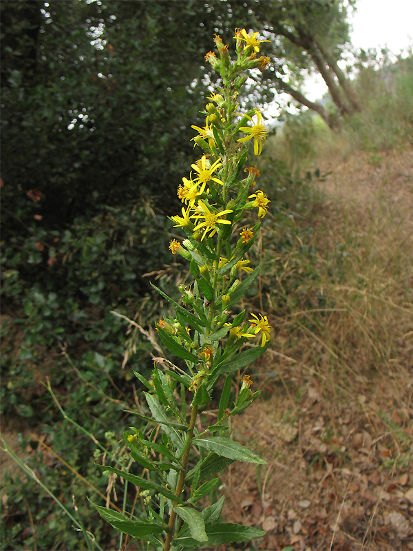 Image of Dittrichia viscosa specimen.