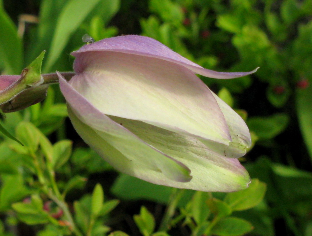 Image of Aquilegia glandulosa specimen.
