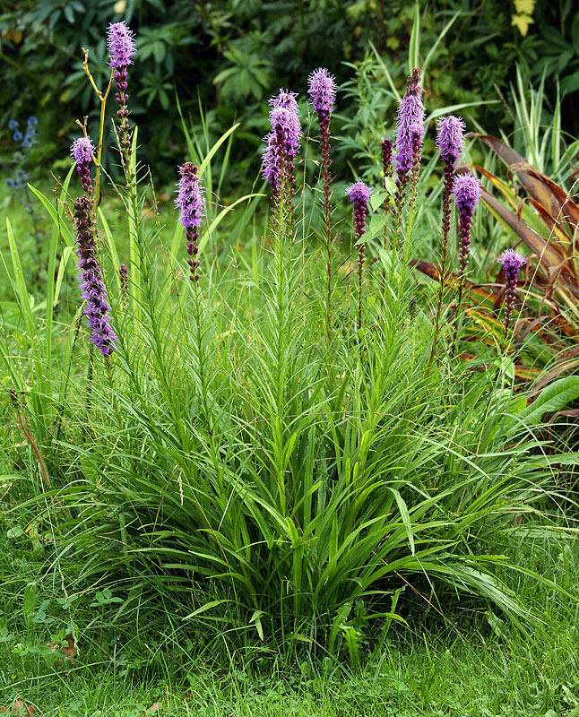 Image of Liatris spicata specimen.