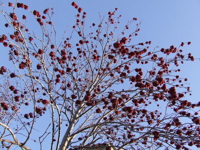 Image of Sorbus aucuparia specimen.