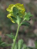 Potentilla depressa