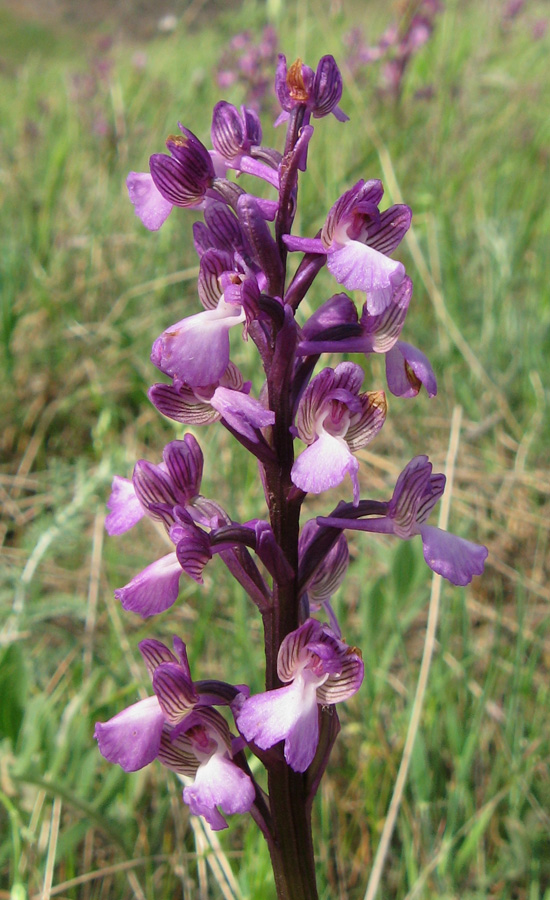 Изображение особи Anacamptis morio ssp. caucasica.