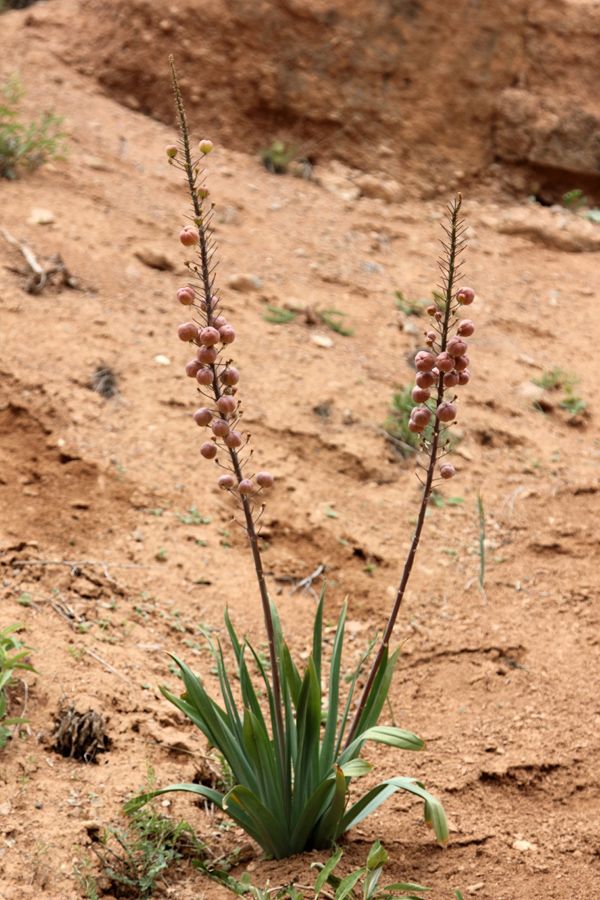 Изображение особи Eremurus lactiflorus.