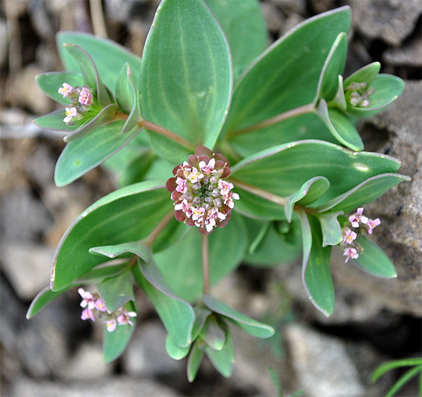 Изображение особи Aethionema arabicum.