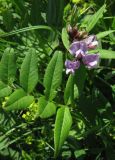 Vicia sepium. Соцветие и часть листа. Крым, Долгоруковская яйла. 3 июня 2012 г.