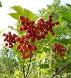 Viburnum opulus. Соплодие. Курская обл., г. Железногорск, лесопарковая зона. 1 августа 2007 г.