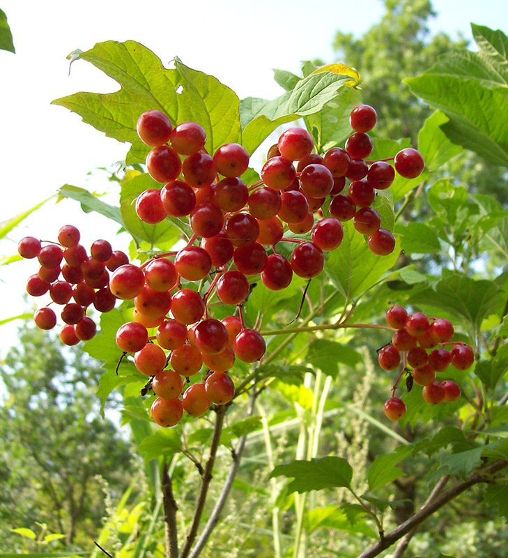 Image of Viburnum opulus specimen.