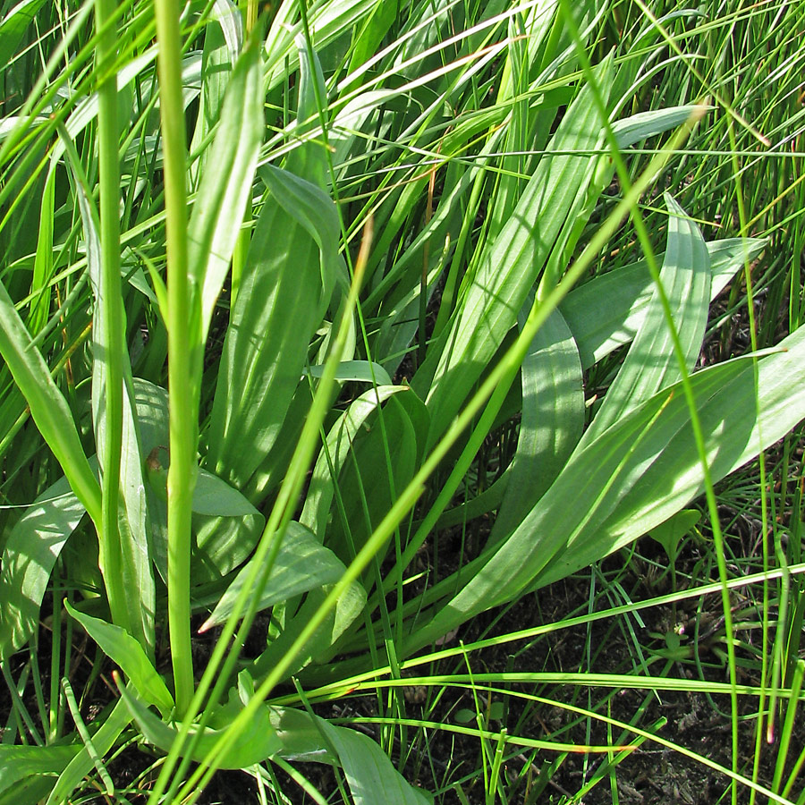 Image of Scorzonera parviflora specimen.