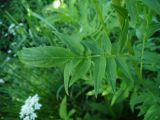 Polemonium caeruleum. Лист. Московская обл., пойма р. Русса. 21.06.2012.