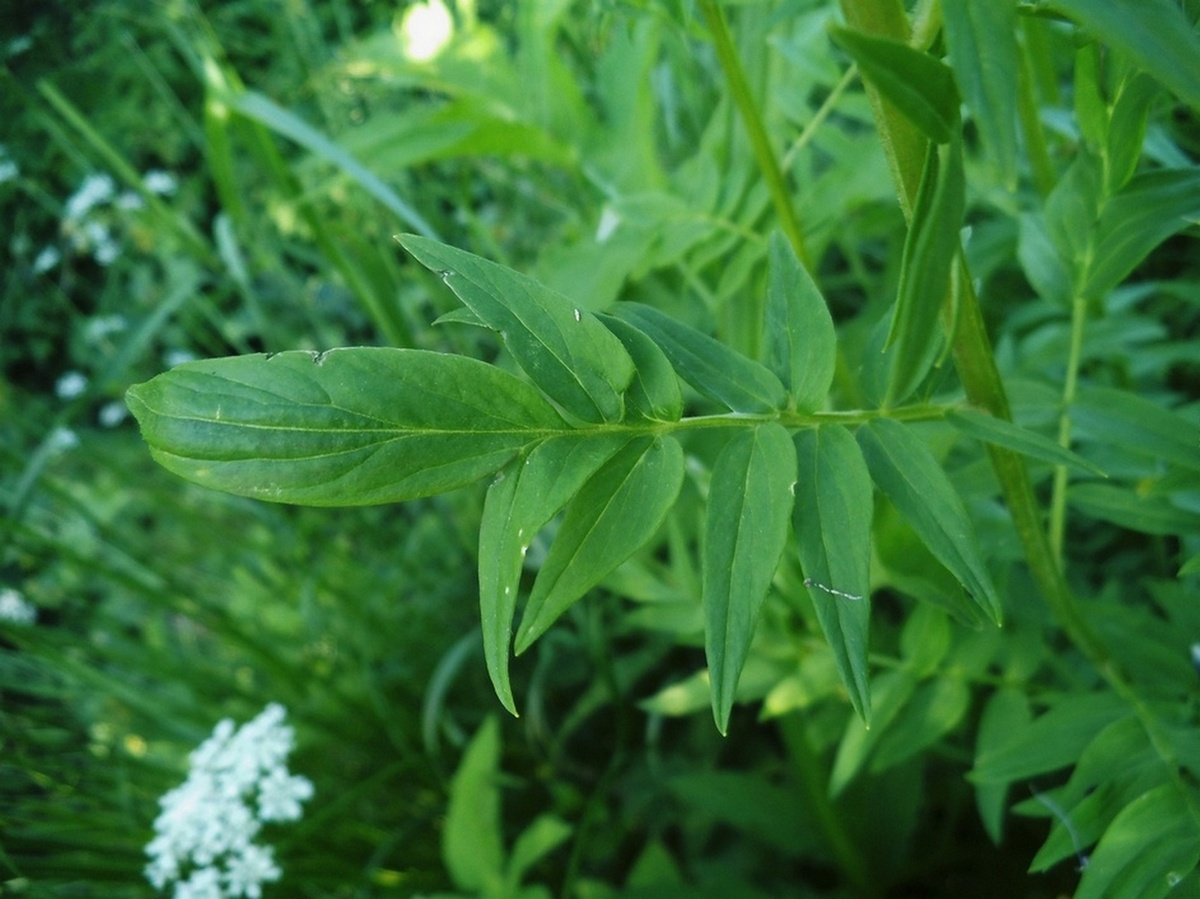 Image of Polemonium caeruleum specimen.