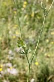 Aulacospermum simplex