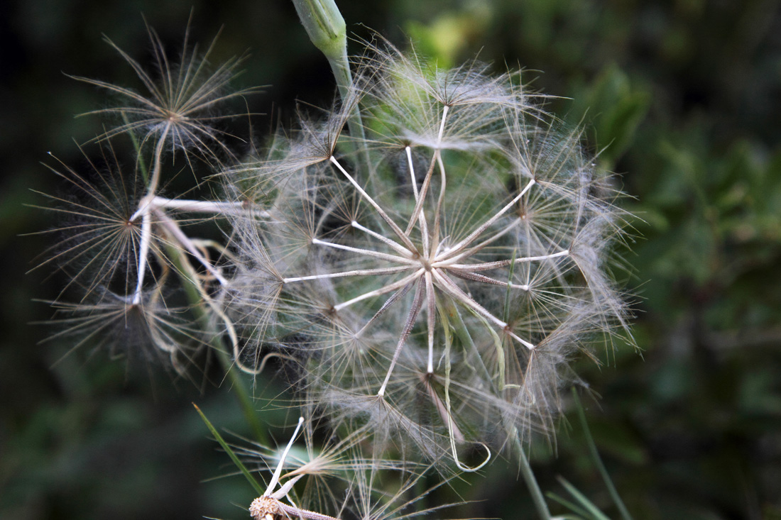 Image of Tragopogon vvedenskyi specimen.