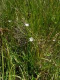 Stellaria persica