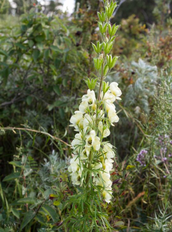 Image of Aconitum anthoroideum specimen.