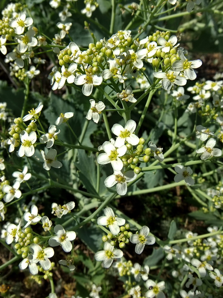 Изображение особи Crambe maritima.