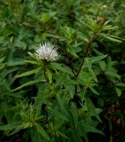 Cirsium coryletorum. Верхушка цветущего растения. Приморский край, г. Находка, редкостойный ольшаник (Alnus japonica). 25.08.2012.