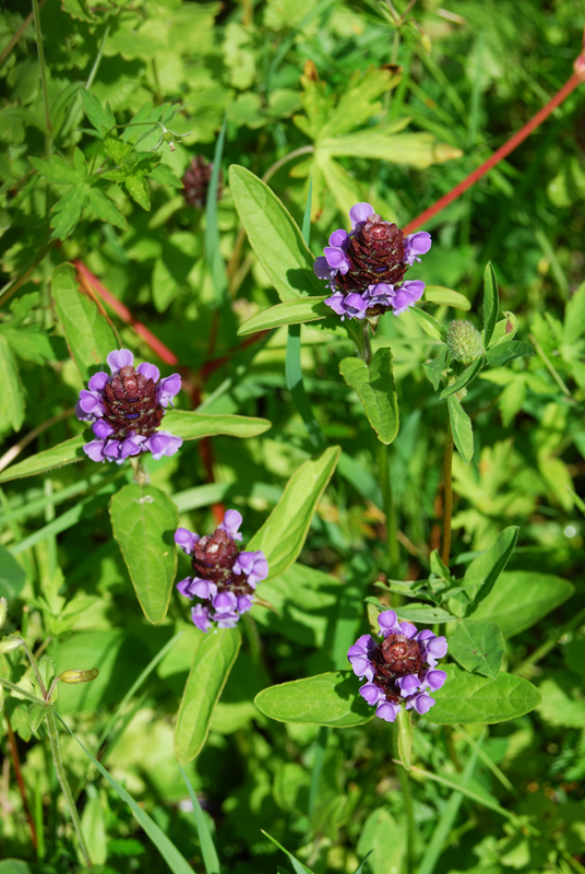 Image of Prunella vulgaris specimen.