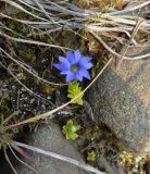 Gentiana prostrata