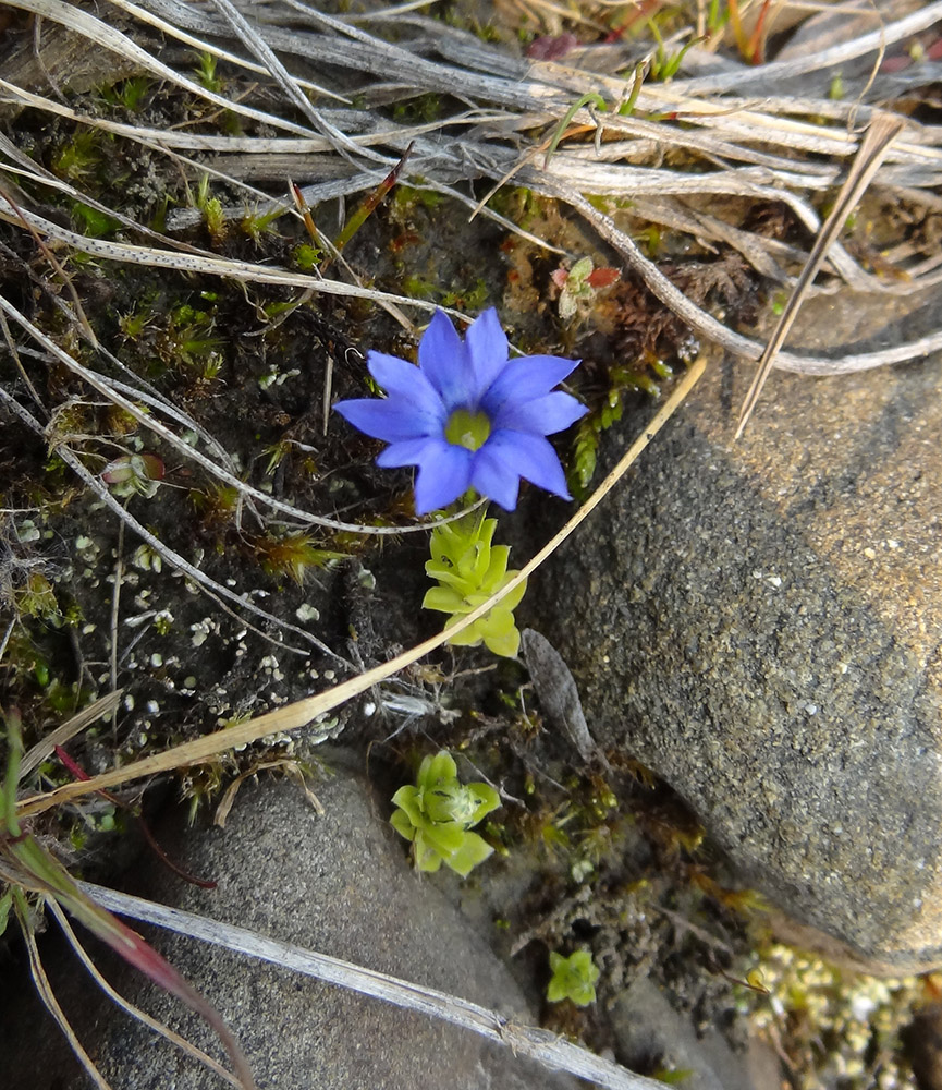 Изображение особи Gentiana prostrata.