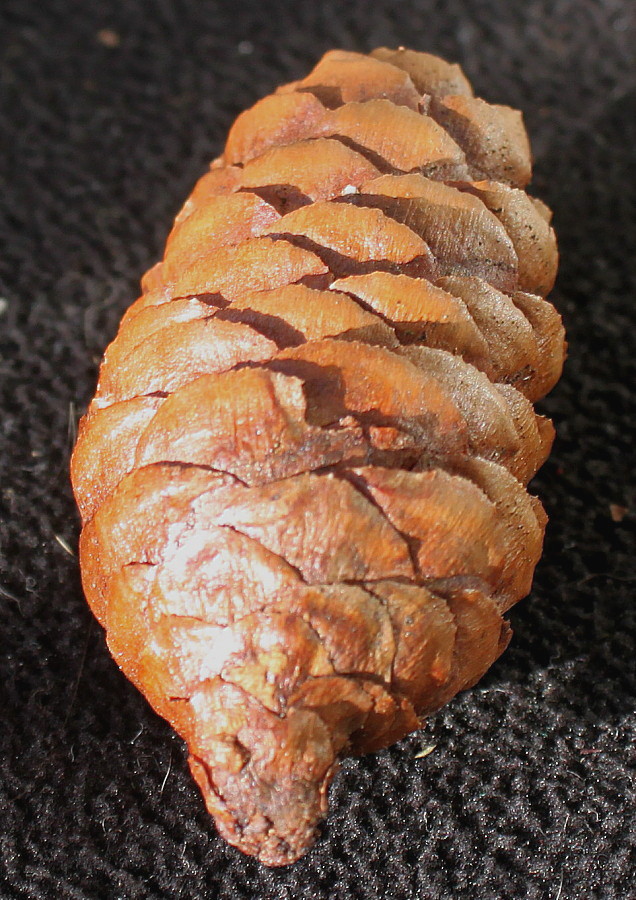 Image of Picea omorika specimen.