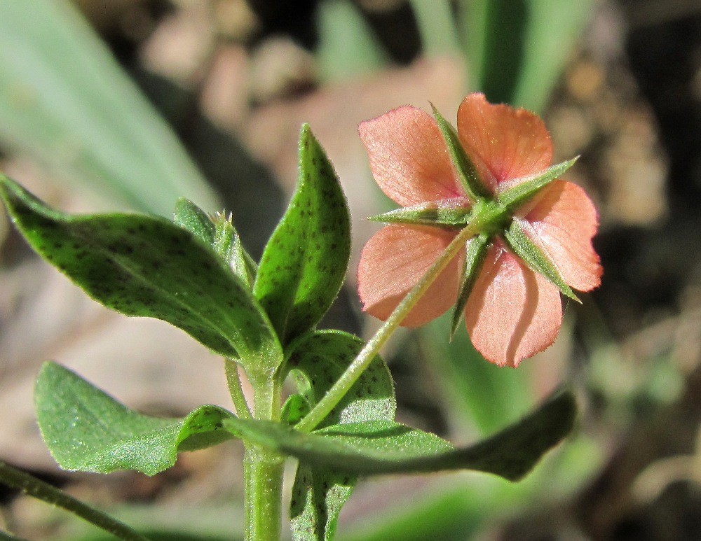 Image of Anagallis arvensis specimen.