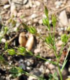 Linum milletii. Отцветшее соцветие. Испания, Каталония, Барселона, монастырь Монтсеррат, у тропы по уступу горного склона. 25.06.2012.