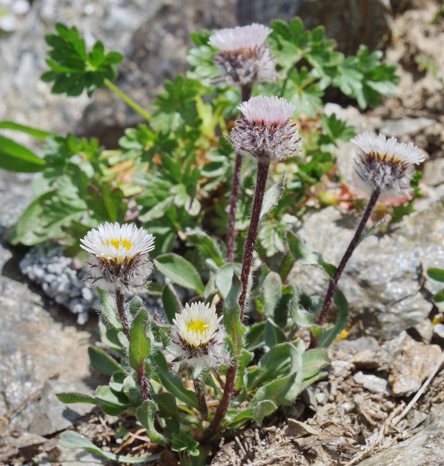 Image of Erigeron uniflorus specimen.