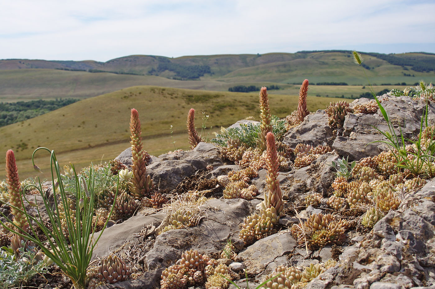 Изображение особи Orostachys spinosa.