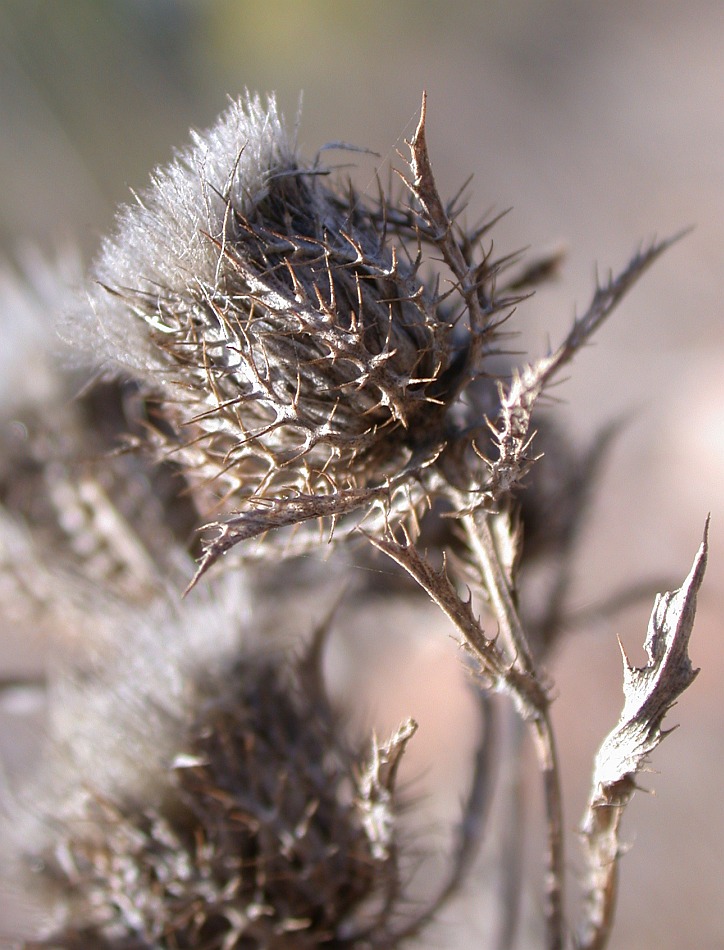 Image of Atractylis cancellata specimen.