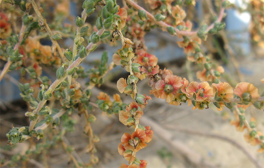 Изображение особи Salsola vermiculata.