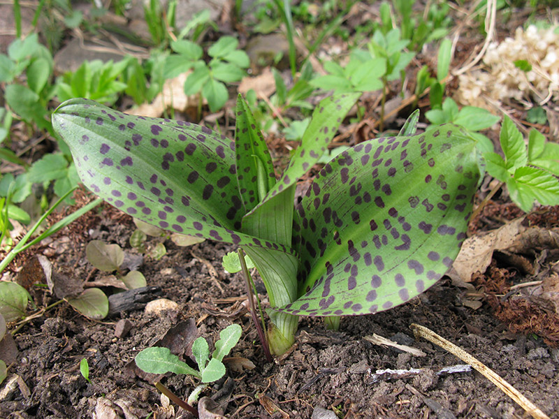 Изображение особи Dactylorhiza fuchsii.