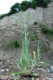 Cynoglossum creticum. Цветущее растение. Абхазия, Гудаутский р-н, каменистое местообитание. 09.06.2012.