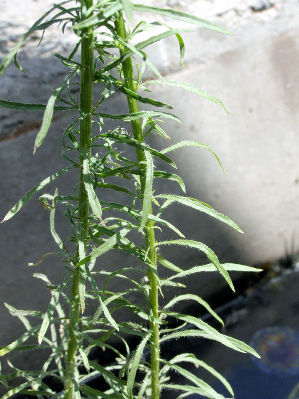 Image of Conyza canadensis specimen.