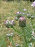 Cirsium arvense. Нераскрывшиеся соцветия. Украина, г. Запорожье. 11.06.2011.