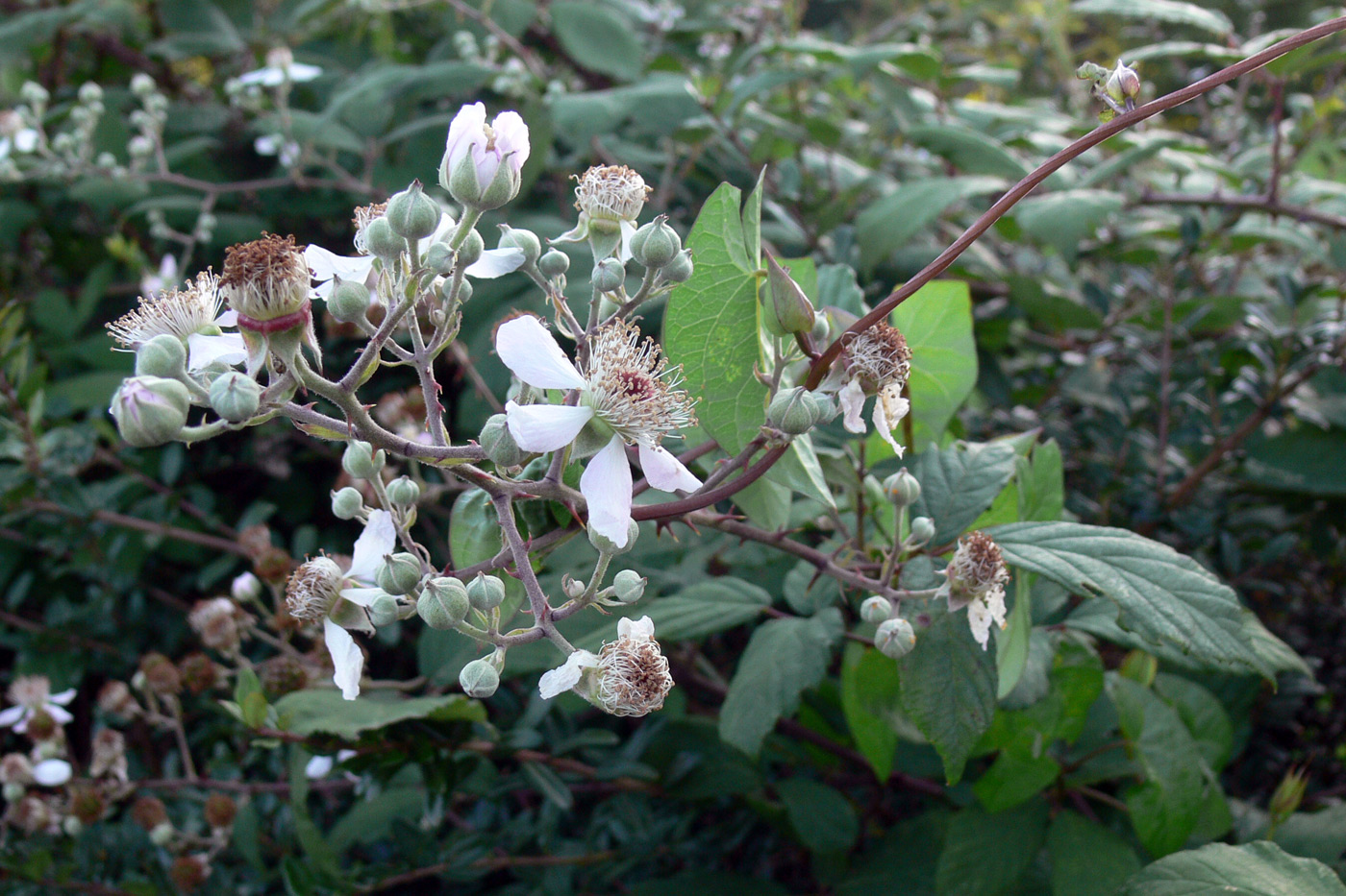 Изображение особи род Rubus.