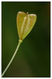 Capsella bursa-pastoris