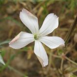 Dianthus monadelphus. Цветок. Израиль, г. Беэр-Шева, рудеральное местообитание. 17.03.2013.