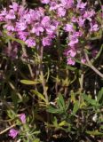 Image of specimen