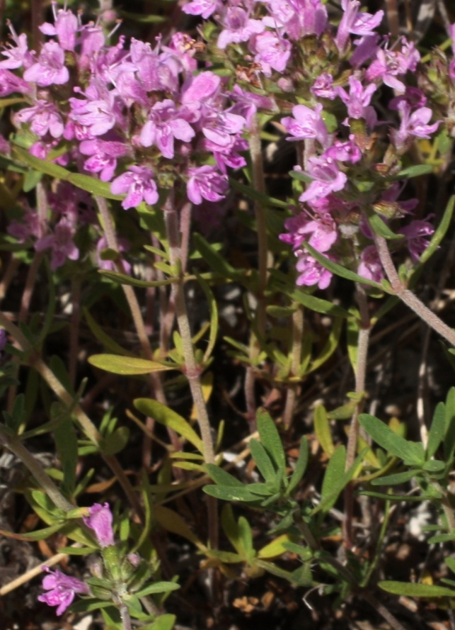 Изображение особи Thymus kondratjukii.