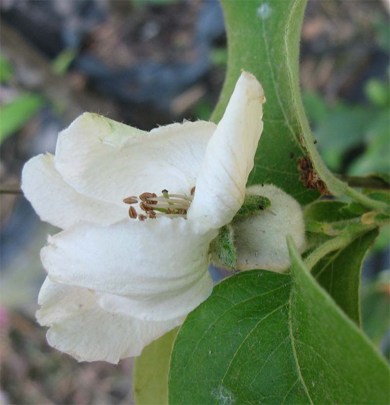 Image of Cydonia oblonga specimen.