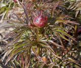 Paeonia × smouthii