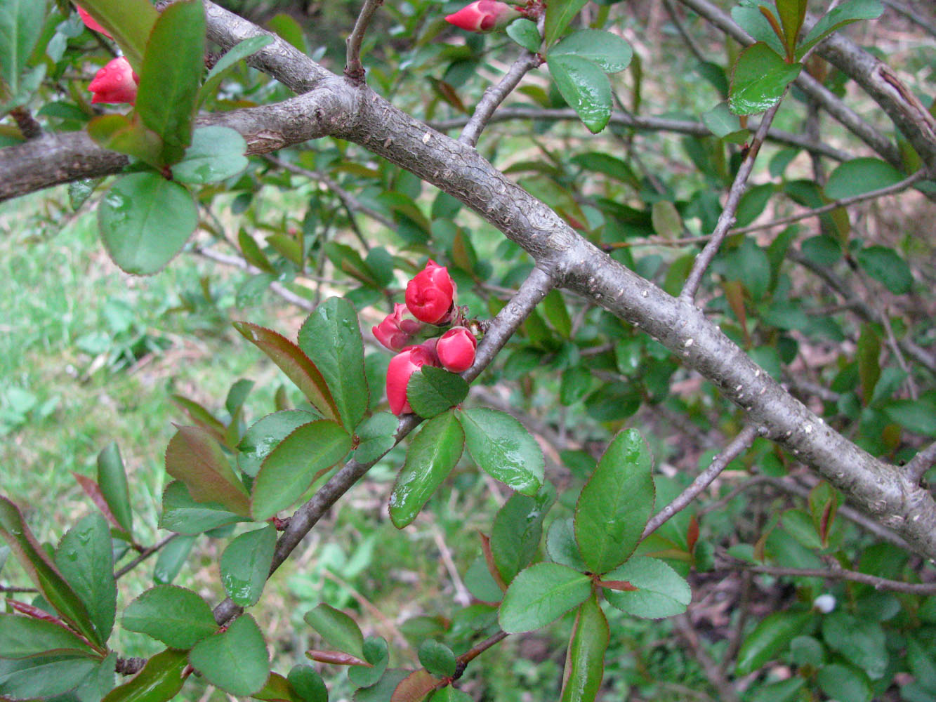 Изображение особи Chaenomeles &times; superba.