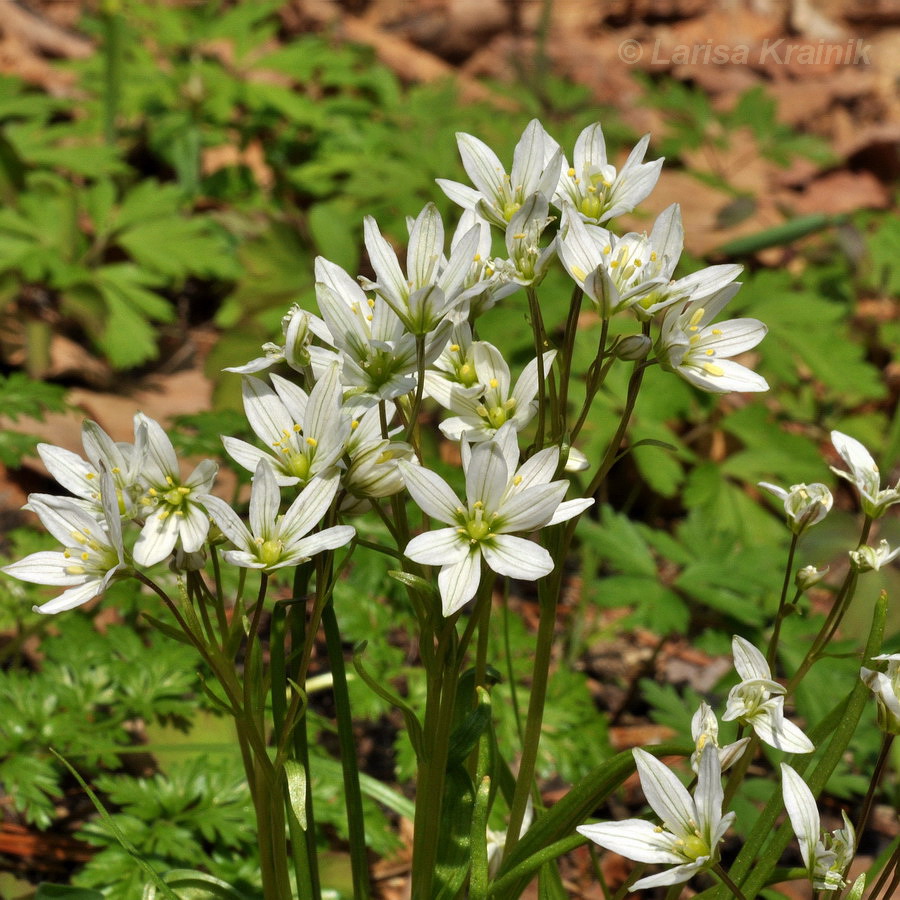 Image of Lloydia triflora specimen.