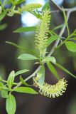 Salix fragilis var. sphaerica