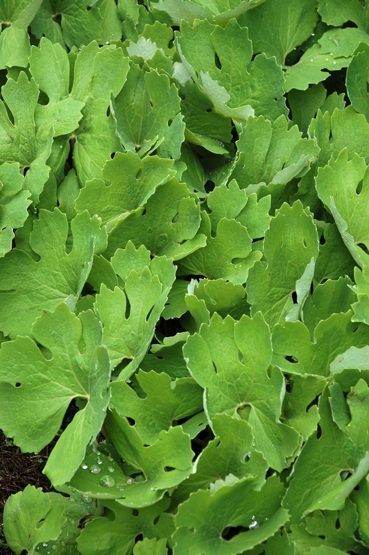 Изображение особи Sanguinaria canadensis.