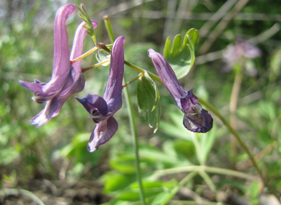 Image of Corydalis solida specimen.